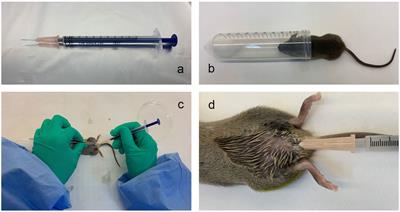 Polysaccharides from Vaccaria segetalis seeds reduce urinary tract infections by inhibiting the adhesion and invasion abilities of uropathogenic Escherichia coli